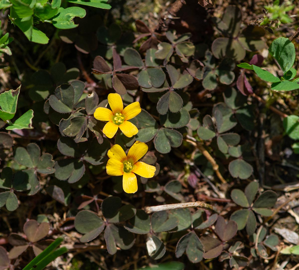 Habitus